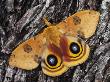 Io Moth Male On Mesquite Tree Bark In Defensive Pose, Rio Grande Valley, Texas, Usa, April by Rolf Nussbaumer Limited Edition Print