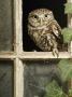Little Owl In Window Of Derelict Building, Uk, January by Andy Sands Limited Edition Print