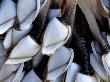 Common Goose Barnacles, Sandymouth Bay, Cornwall, Uk by Ross Hoddinott Limited Edition Print