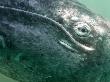 Grey Whale, San Ignacio Lagoon, Baja California, Mexico by Mark Carwardine Limited Edition Pricing Art Print