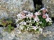 English Stonecrop Lundy Island, Devon, Uk by Ross Hoddinott Limited Edition Pricing Art Print