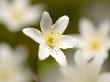 Wood Anemone, Devon, Uk by Ross Hoddinott Limited Edition Pricing Art Print