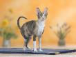 Cornish Rex Cat, Bicolor Blue-Tortie by Petra Wegner Limited Edition Print