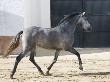 Grey Andalusian Mare Trotting In Arena Yard, Osuna, Spain by Carol Walker Limited Edition Print