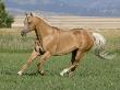 Palomino Stallion Running In Field, Longmont, Colorado, Usa by Carol Walker Limited Edition Print
