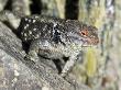 Desert Spiny Lizard Close-Up On Rock. Saguaro National Park, Arizona, Usa by Philippe Clement Limited Edition Print