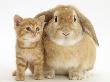 British Shorthair Red Spotted Kitten With Sandy Lop Rabbit by Jane Burton Limited Edition Print