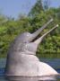 Amazon River Dolphin, Pink River Dolphin Or Boto Rio Negro, Brazil by Mark Carwardine Limited Edition Print