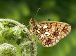 Small Pearl Bordered Fritillary At Rest With Wings Closed, Uk by Andy Sands Limited Edition Print