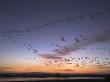 Snow Goose Flock At Dawn, Bosque Del Apache National Wildlife Refuge, New Mexico, Usa by Mark Carwardine Limited Edition Print