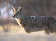 Coyote Bosque Del Apache National Wildlife Refuge, New Mexico, Usa by Mark Carwardine Limited Edition Print