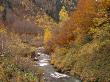 River Flowing Through Autumnal Forest In The Valley Of Varrados, Val D'aran, Catalonia, Pyrenees by Inaki Relanzon Limited Edition Pricing Art Print