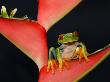Red Eyed Tree Frog On Heliconia Plant, Costa Rica by Edwin Giesbers Limited Edition Print