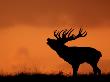 Silhouette Of Red Deer Stag Calling At Sunset, Dyrehaven, Denmark by Edwin Giesbers Limited Edition Print