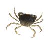 Common Shore Crab by Niall Benvie Limited Edition Print