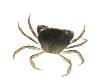 Common Shore Crab by Niall Benvie Limited Edition Pricing Art Print