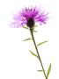 Greater Knapweed Scotland, Uk by Niall Benvie Limited Edition Print