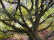 Impression Of English Pedunculate Oak Scotland, Uk, 2007 by Niall Benvie Limited Edition Print