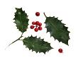 Holly Leaves And Berries, Belgium by Philippe Clement Limited Edition Print