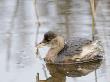 Little Grebe Feeding On Three Spined Stickleback In Brackish Tidal Creek, Norfolk, Uk, December by Gary Smith Limited Edition Print