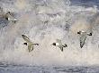 Oystercatchers In Flight Over Breaking Surf, Norfolk, Uk, December by Gary Smith Limited Edition Print