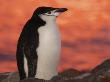 Chinstrap Penguin At Sunset, Antarctica by Edwin Giesbers Limited Edition Print