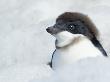 Adelie Penguin Chick Beginning To Moult, Antarctica by Edwin Giesbers Limited Edition Print
