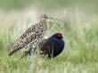 Curlew Calling With Black Grouse In Background, Upper Teesdale, Co Durham, England, Uk by Andy Sands Limited Edition Print