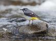 Grey Wagtail Male On Rock In Fast Flowing Upland Stream, Upper Teesdale, Co Durham, England, Uk by Andy Sands Limited Edition Pricing Art Print