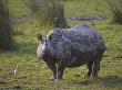 Indian Rhinoceros With Egret Beside, Kaziringa Np, Assam, India by T.J. Rich Limited Edition Print