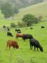 Domestic Cattle On Grazing Meadows, Peak District Np, Derbyshire, Uk by Gary Smith Limited Edition Print
