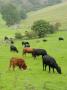 Domestic Cattle On Grazing Meadows, Peak District Np, Derbyshire, Uk by Gary Smith Limited Edition Print