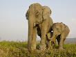 Indian Elephant Mother With 5-Day Baby And Its Older Sibling, Controlled Conditions, Assam, India by T.J. Rich Limited Edition Print