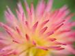 Dahlia Cultivar Abstract Close Up Of Petal Formation, Uk by Gary Smith Limited Edition Print