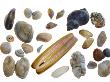 Collection Of Shells by Philippe Clement Limited Edition Print