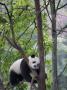 Giant Panda Climbing In A Tree Bifengxia Giant Panda Breeding And Conservation Center, China by Eric Baccega Limited Edition Print