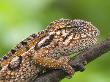 Jewel Chameleon Portrait, Madagascar by Edwin Giesbers Limited Edition Print