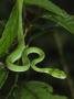Pope's Pit Viper Danum Valley, Sabah, Borneo by Tony Heald Limited Edition Print