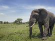 African Elephant Tanzania by Edwin Giesbers Limited Edition Print