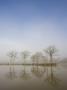 Trees Reflecting In Fishing Pond On Misty Morning At Morchard Road, Mid Devon, England by Adam Burton Limited Edition Print