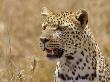 Leopard Portrait, Tanzania by Edwin Giesbers Limited Edition Print