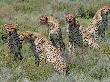 Cheetah Mother With Juveniles With Blooded Faces After Feeding, Tanzania by Edwin Giesbers Limited Edition Print