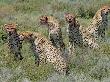 Cheetah Mother With Juveniles With Blooded Faces After Feeding, Tanzania by Edwin Giesbers Limited Edition Pricing Art Print