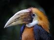 Head Portrait Of Papuan Hornbill, Southeast Asia by Eric Baccega Limited Edition Print