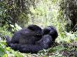Female Mountain Gorilla Resting, Volcanoes National Park, Rwanda, Africa by Eric Baccega Limited Edition Print