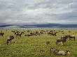 Wildebeest Herd With Calves, Ngorongoro Crater, Tanzania by Edwin Giesbers Limited Edition Print