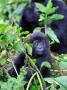 Young Mountain Gorilla Sitting, Volcanoes National Park, Rwanda, Africa by Eric Baccega Limited Edition Print