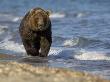 Brown Bear Beside Water, Kronotsky Nature Reserve, Kamchatka, Far East Russia by Igor Shpilenok Limited Edition Print