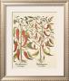 Red Peppers by Basilius Besler Limited Edition Print