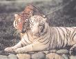Two Tigers by Ron Kimball Limited Edition Print